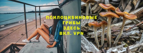 ПСИЛОЦИБИНОВЫЕ ГРИБЫ Богданович